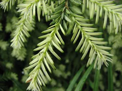 Pine este un material ideal pentru mobilier