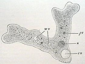 vacuole contractile - aceasta