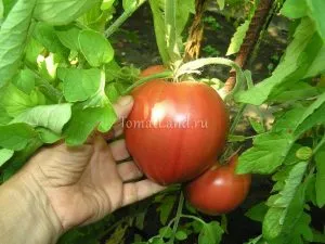 soiuri roz de tomate