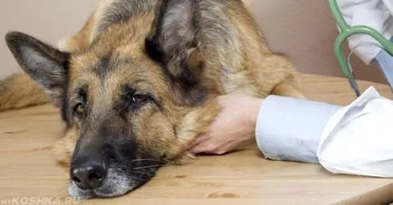 Câine nu mănânce sau să bea apă, și este ceea ce să facă