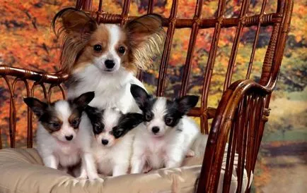 câine Papillon