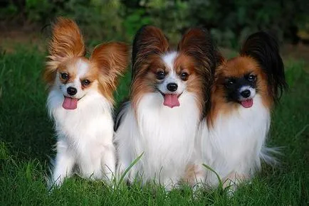 câine Papillon