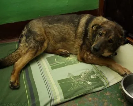 Câine nu mănânce sau să bea apă, și este ceea ce să facă