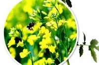 10 Plante de ameliorare a solului