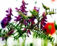 10 Plante de ameliorare a solului