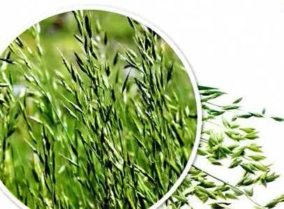 10 Plante de ameliorare a solului