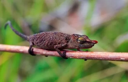 10 mărturii incredibile ale evoluției vieții pe pământ
