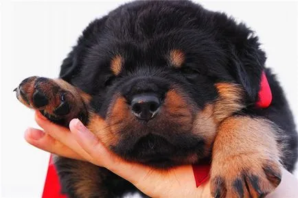 10 rase de câini mai loiali, mai proaspăt - cel mai bun din ziua în care ați avea nevoie vreodată! (roci) 10 rase de câini mai loiali, mai proaspăt - cel mai bun din ziua în care ați avea nevoie vreodată!