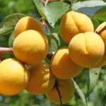 gropi de caise de modul în care să crească în casă ca plantă (samoplodnye) gropi de caise de modul în care să crească în casă, cum să planteze