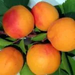 gropi de caise de modul în care să crească în casă ca o plantă (CAN) gropi de caise de modul în care să crească în casă, cum să planteze