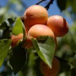 gropi de caise de modul în care să crească în casă ca plantă (PIT) gropi de caise de modul în care să crească în casă, cum să planteze