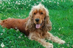Engleză Cocker Spaniel descriere rasa