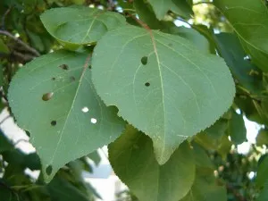 Cultivarea de caise și întreținere (caise) Cultivarea de caise și de îngrijire
