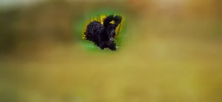Engleză Cocker Spaniel descriere rasa, caini, poze cu natura, prețul de pui în cazul în care pentru a cumpăra