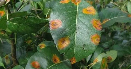 9 Boli cherry cherry pătarea, klasterosporioz, antracnoza, moniliosis și altele (ele) 9 Boli cherry cherry la fața locului frunze, klasterosporioz, antracnoza, și alte moniliosis