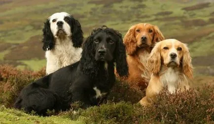 Descriere engleză Cocker Spaniel, natura și caracteristicile rasei