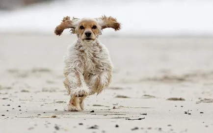 Caracteristicile rasei engleză Cocker Spaniel, de îngrijire, conținut