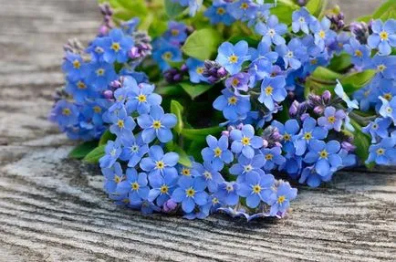 9 plante atractive, cu flori în luna mai (înflorire) 9 plante cu flori atractive, mai