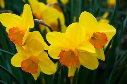 9 plante atractive, cu flori în luna mai (înflorire) 9 plante cu flori atractive, mai