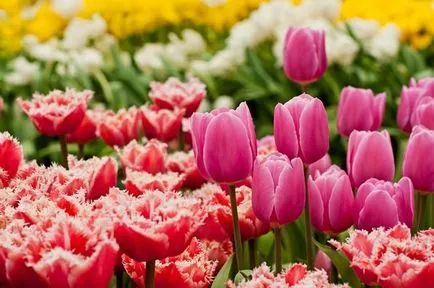 9 plante atractive, cu flori în luna mai (atractiv) 9 plante cu flori atractive, mai