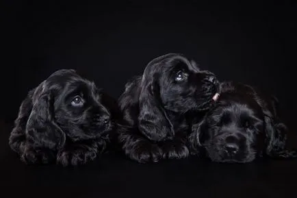 Caracteristicile rasei engleză Cocker Spaniel, de îngrijire, conținut