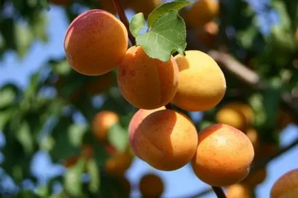 soiuri de caise, înmulțire, plantare și îngrijire de caise (reproducere) soiuri de caise, de înmulțire, plantare și îngrijire de caise