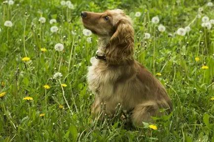 Caracteristicile rasei engleză Cocker Spaniel, de îngrijire, conținut