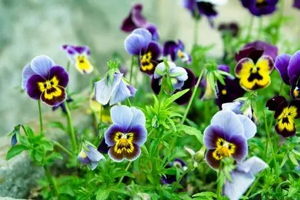 9 plante atractive, cu flori în luna mai (înflorire) 9 plante cu flori atractive, mai