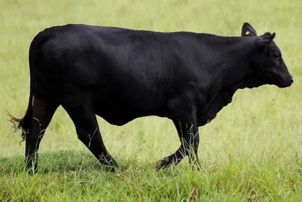 Aberdeen Angus vaci și tauri fotografii, descriere
