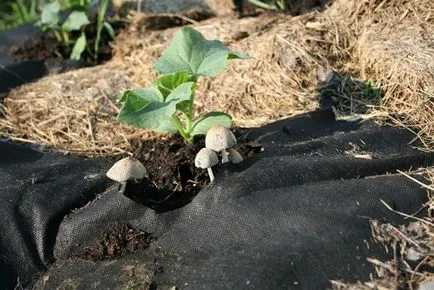 cultivare castravete 6 moduri