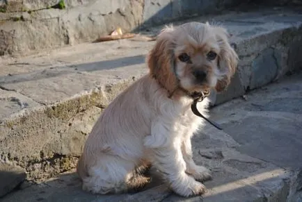 Descriere engleză Cocker Spaniel, natura și caracteristicile rasei