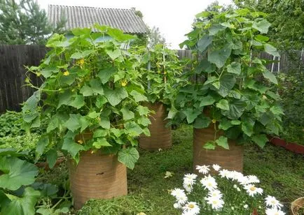 cultivare castravete 6 moduri