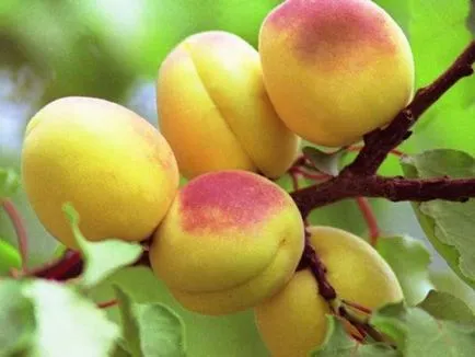 soiuri de caise, înmulțire, plantare și îngrijire de caise (caise) soiuri de caise, de înmulțire, plantare și îngrijire de caise