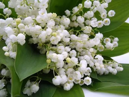 9 plante atractive, cu flori în luna mai (atractiv) 9 plante cu flori atractive, mai