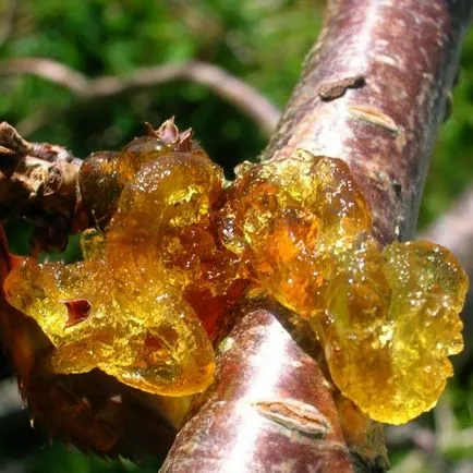 9 Boli cherry cherry pătarea, klasterosporioz, antracnoza și alte moniliosis (debarcare) 9 Boli cherry cherry la fața locului frunze, klasterosporioz, antracnoza, și alte moniliosis