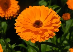 beneficiu Aromaterapie, rau, selectie de uleiuri, ghid pentru procedura