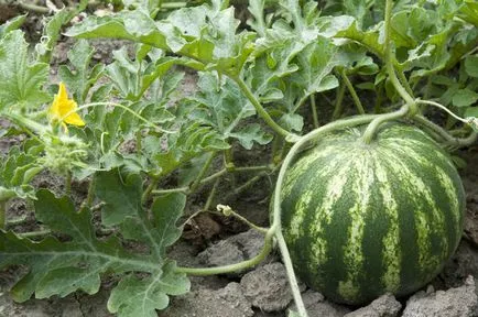 Pepene verde - plantare și îngrijire