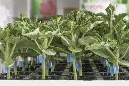 Pepene verde - plantare și îngrijire