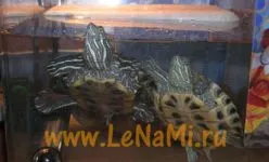 Boli krasnouhih țestoase și tratamentul lor (broască țestoasă) Boli krasnouhih țestoase și tratarea lor