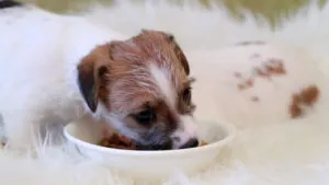 Feed Alegerea Terier de hrană pentru animale și produse alimentare (alegere) Ce să se hrănească o alegere Terier de hrană pentru animale și produse alimentare