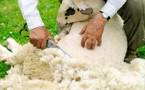 Ce și cum să tundă foarfece crescătorilor de ovine, de utilizare, reguli tunsul oilor (foarfece de ovine forfecare) Ce și cum să tundă foarfece crescătorilor de ovine, în special utilizarea regulilor de tunsul oilor