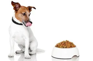 Alimentarea pui Dzhek Rassel Terrier-ul și pentru adulți
