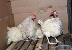 Cele mai bune diareea treat la găinile ouătoare