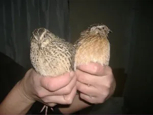Ce să se hrănească prepelițe în special hrănirea vițeilor, găini și prepelițe la concurate mai bine (hrănire) Ce să se hrănească prepeliță în special a vițeilor, găini și prepelițe s-au grabit la o mai bună