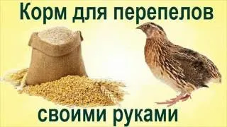 Ce să se hrănească prepelițele în dieta regula de origine (prepelita) Ce să se hrănească prepelițele în dieta regula acasă