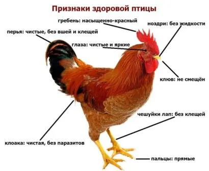 Cei bolnavi pui găini și modul de a trata