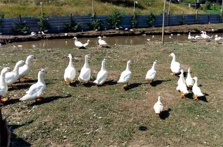Ce să se hrănească rațe Mulard experiența mea, ferma de origine