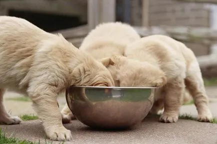 Alimentarea Dzhek Rassel Terrier - dieta si rata de zi cu zi (hrana pentru animale) Ce să se hrănească un Dzhek Rassel Terrier - dieta si rata de zi cu zi