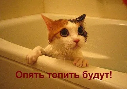 Ceea ce se tem de pisici sau animale de companie fobie