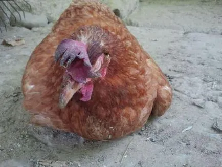 Cei bolnavi pui găini și modul de a trata